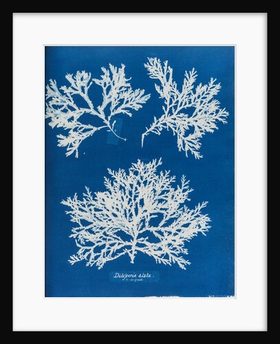 Delesseria alata by Anna Atkins