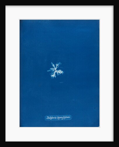 Delesseria hypoglossum by Anna Atkins