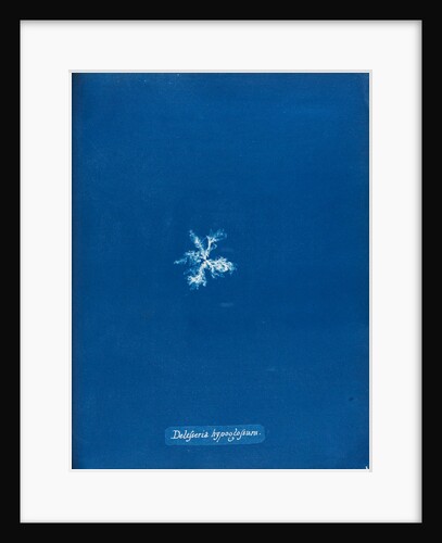 Delesseria hypoglossum by Anna Atkins