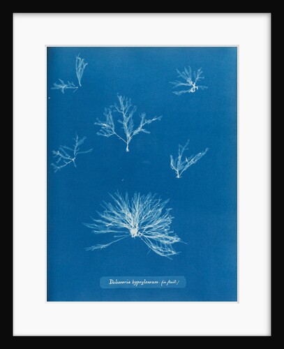 Delesseria hypoglossum in fruit by Anna Atkins