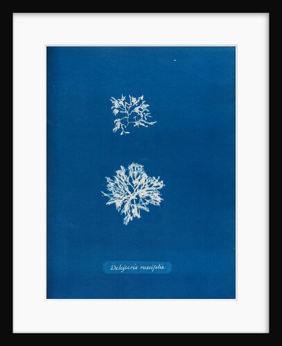 Delesseria ruscifolia by Anna Atkins