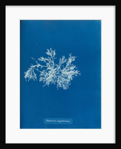 Delesseria angustissima by Anna Atkins