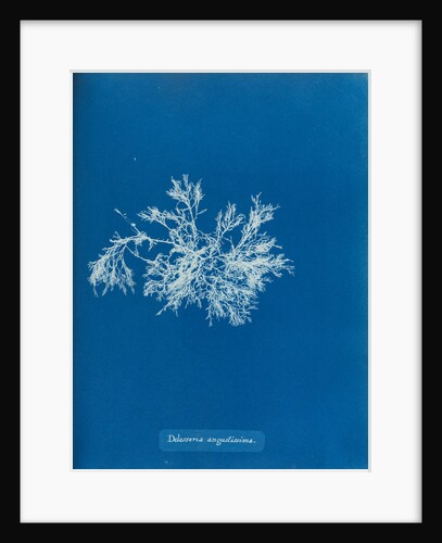 Delesseria angustissima by Anna Atkins
