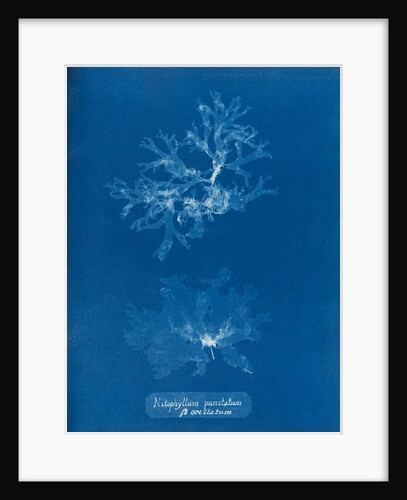 Nitophyllum punctatum & acellatum by Anna Atkins