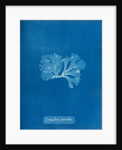Spotted scarf weed by Anna Atkins