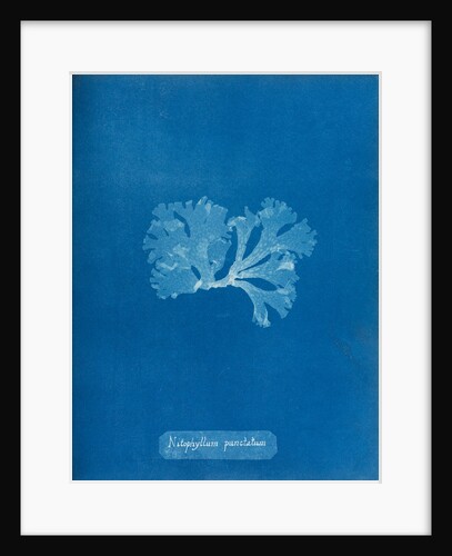 Spotted scarf weed by Anna Atkins