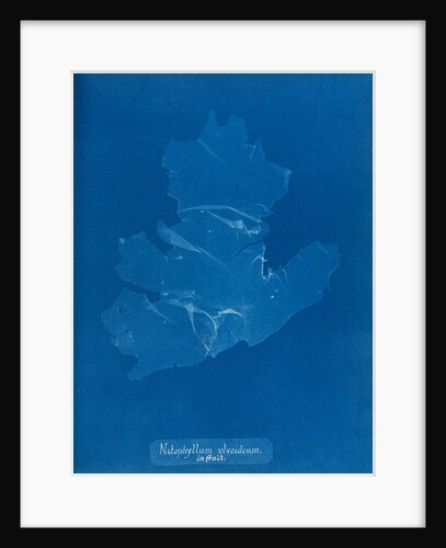 Nitophyllum ulvoideum in fruit by Anna Atkins