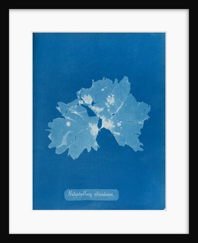 Nitophyllum ulvoideum by Anna Atkins