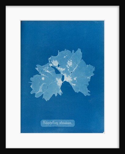 Nitophyllum ulvoideum by Anna Atkins