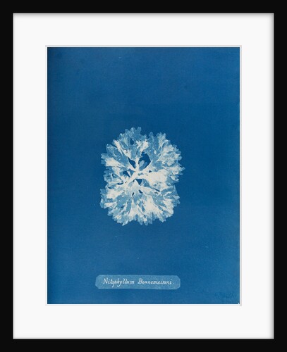 Nitophyllum bonnemaisoni by Anna Atkins