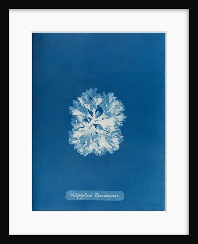 Nitophyllum bonnemaisoni by Anna Atkins