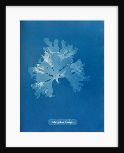 Nitophyllum gmeleni by Anna Atkins