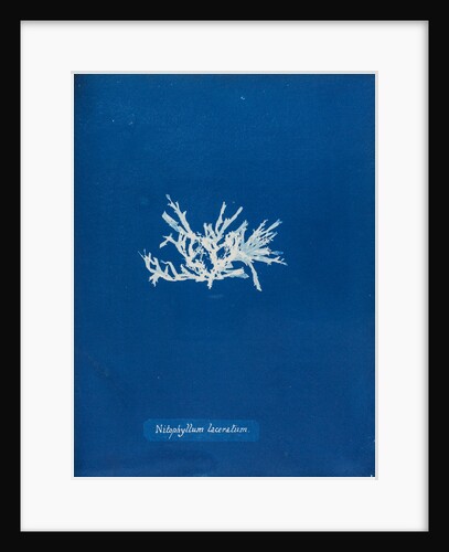 Nitophyllum laceratum by Anna Atkins