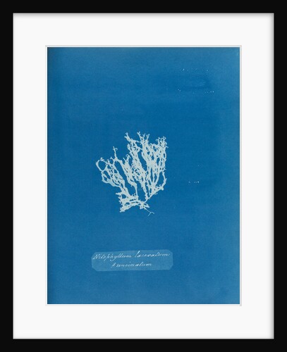 Nitophyllum laceratum & uncinatum by Anna Atkins