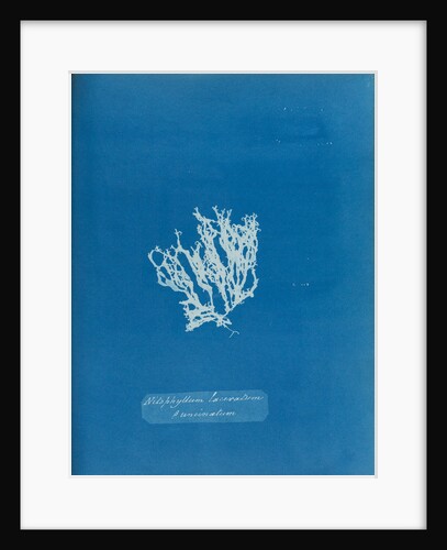 Nitophyllum laceratum & uncinatum by Anna Atkins