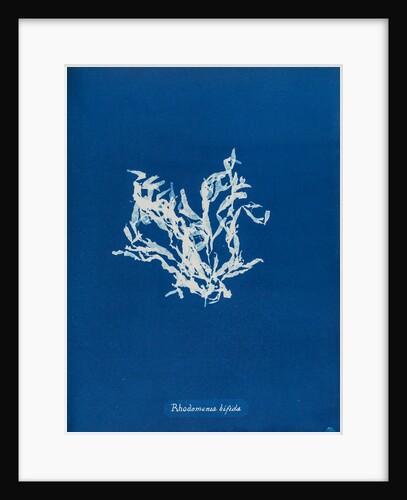 Rhodomenia bifida by Anna Atkins