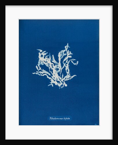 Rhodomenia bifida by Anna Atkins