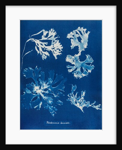 Rhodomenia Laciniata by Anna Atkins