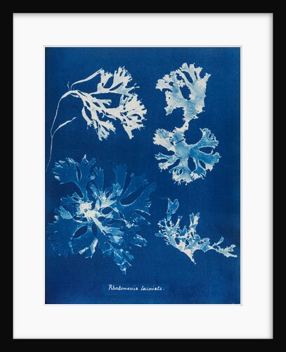 Rhodomenia Laciniata by Anna Atkins