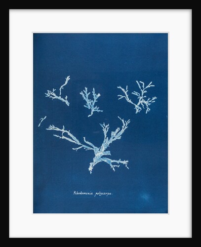Rhodomenia polycarpa by Anna Atkins