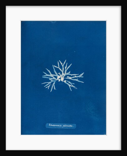 Rhodmenia palmetta by Anna Atkins