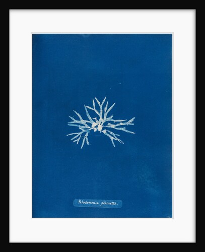 Rhodmenia palmetta by Anna Atkins