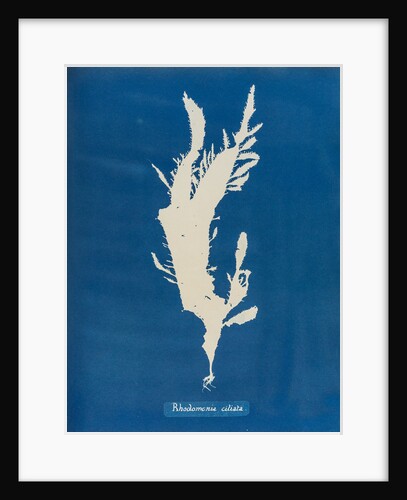 Red fringed weed by Anna Atkins