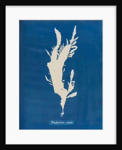 Red fringed weed by Anna Atkins