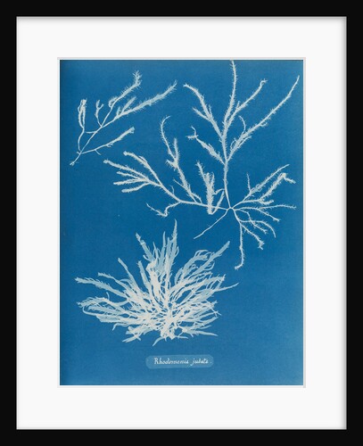 Rhodoymenia jubata by Anna Atkins
