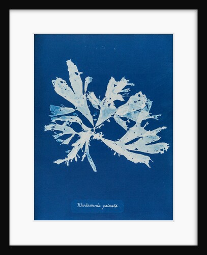 Rhodymenia palmata by Anna Atkins