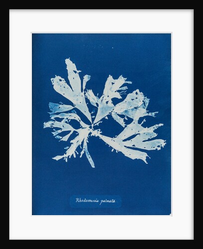 Rhodymenia palmata by Anna Atkins