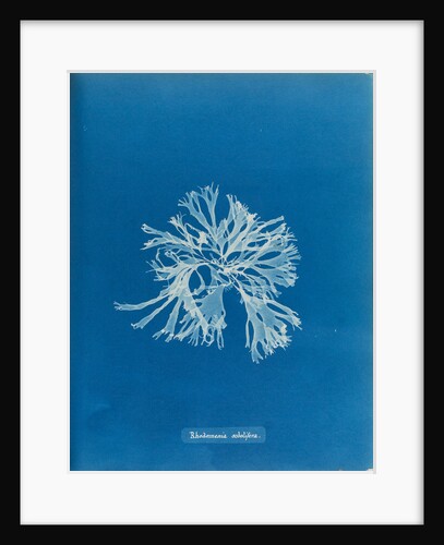 Rhodymenia sobolifera by Anna Atkins