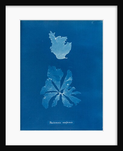 Rhodymenia reniformis by Anna Atkins