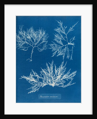 Cockscomb by Anna Atkins