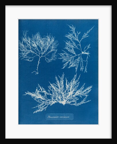 Cockscomb by Anna Atkins