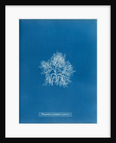 Cockscomb by Anna Atkins