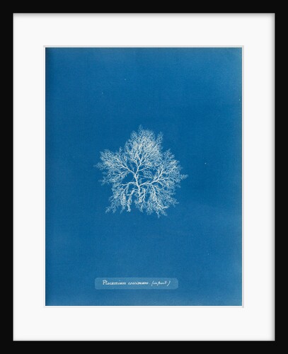 Cockscomb by Anna Atkins