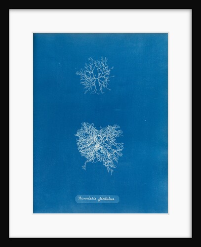 Microcladia glandulosa by Anna Atkins