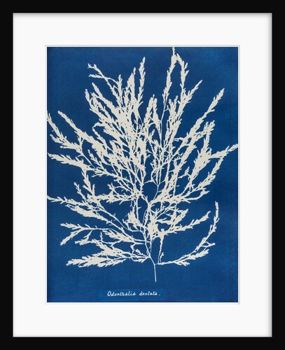 Odonthalia dentata by Anna Atkins