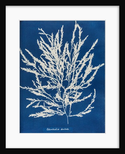 Odonthalia dentata by Anna Atkins