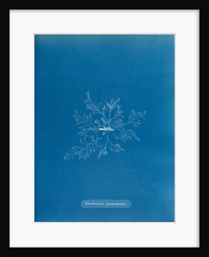 Straggly tail weed by Anna Atkins