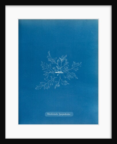 Straggly tail weed by Anna Atkins