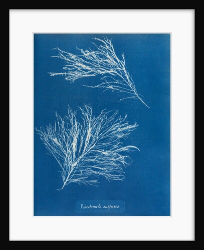 Rhodomela subfusca by Anna Atkins