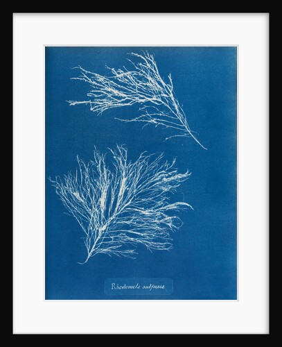Rhodomela subfusca by Anna Atkins