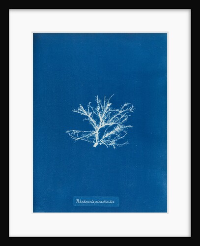 Rhodomela pinastroides by Anna Atkins