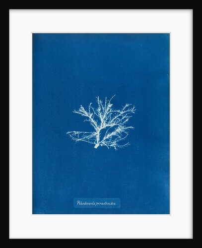 Rhodomela pinastroides by Anna Atkins