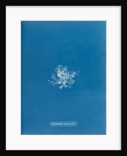 Rhodomela scorpoidies by Anna Atkins