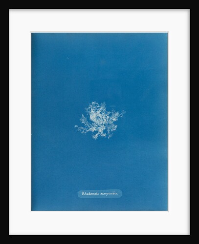 Rhodomela scorpoidies by Anna Atkins