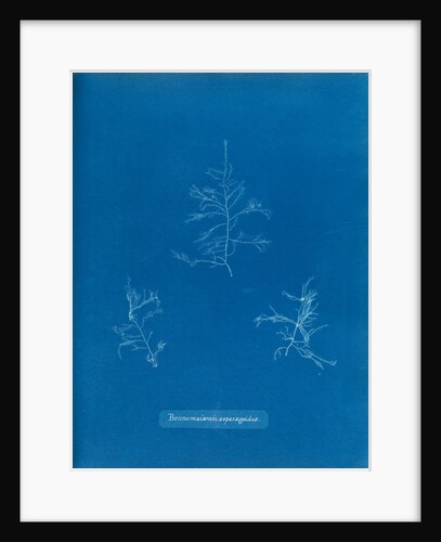 Bonnemaisonie asparagoides by Anna Atkins