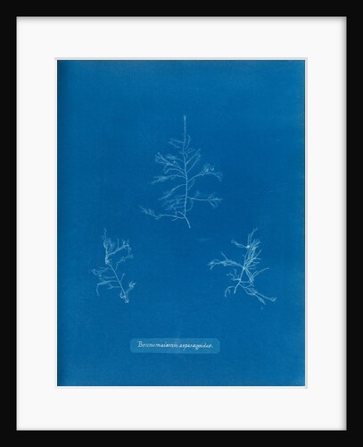Bonnemaisonie asparagoides by Anna Atkins